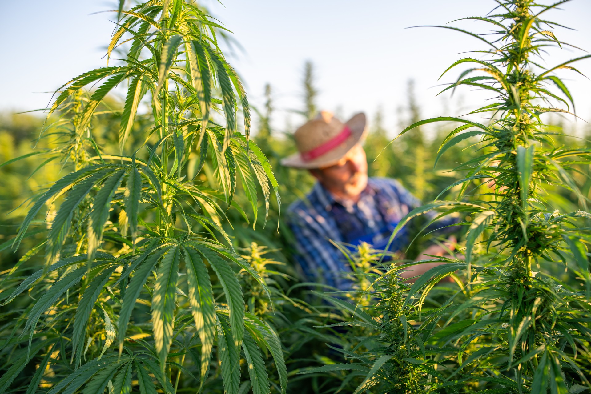 Senior man examining growth process in hemp field.